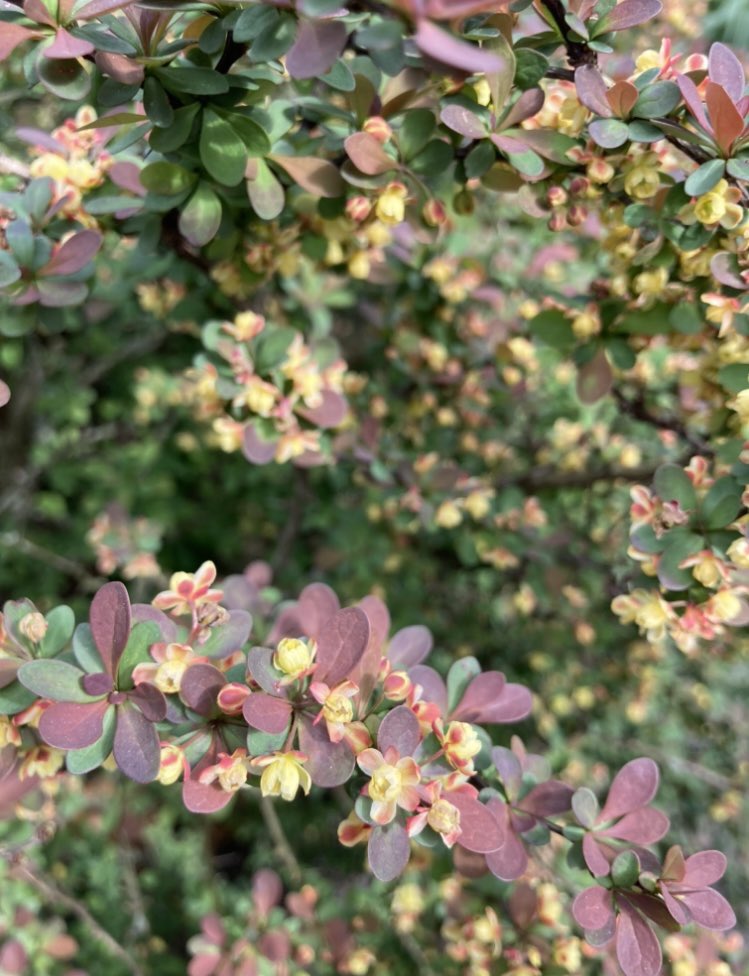 cavilrest's tweet image. two different berberis
should be covered w/ bees