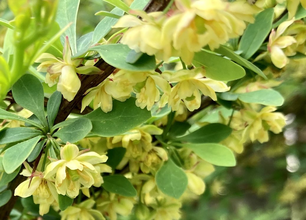 cavilrest's tweet image. two different berberis
should be covered w/ bees