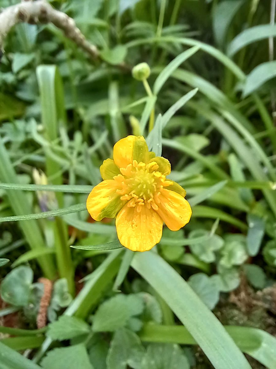 Treebeard_793's tweet photo. I always look out for this beauty each year - Goldilocks Buttercup. It's species name - auricomus translates as golden-haired / golden foliage. Appropriate.
#wildflowerhour
#Brigsteer Woods, @SizerghCastleNT, #Cumbria
@MaskellLindsay https://t.co/jZJACvpKeI