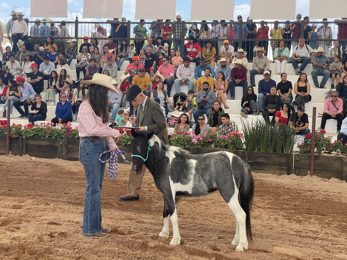 SEDRAEAguas's tweet photo. ¡Foro lleno en la Pista Ecuestre de la Expo y Mercado Mundial del Caballo! 🤠🐴
El concurso nacional de caballos miniatura reúne a niños, jóvenes y adultos en la #Expo2023 ¡Ven a conocer y divertirte!
#OrgulloDeCampo
#FNSM2023 https://t.co/A9b7DzwBTB