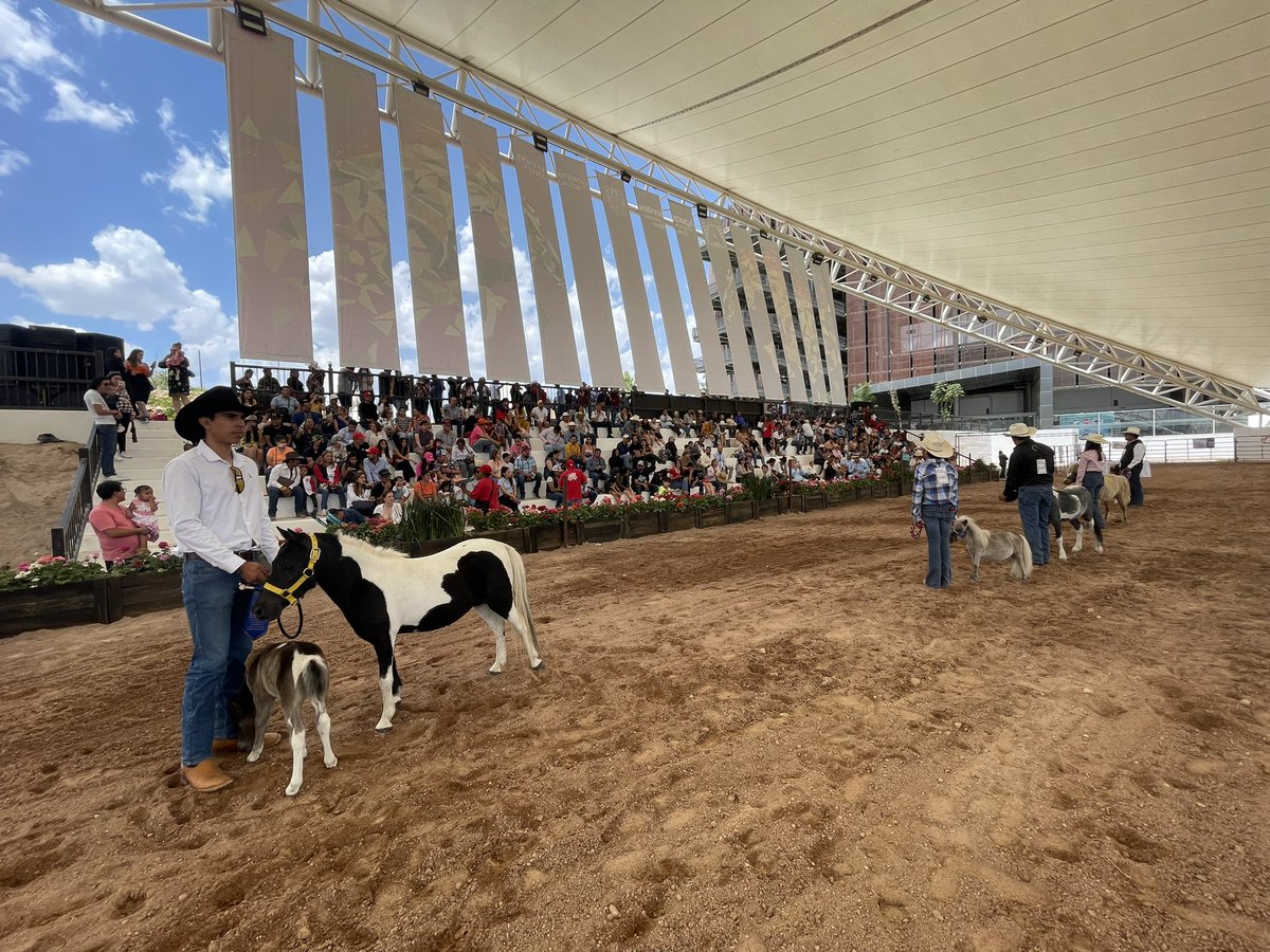 SEDRAEAguas's tweet photo. ¡Foro lleno en la Pista Ecuestre de la Expo y Mercado Mundial del Caballo! 🤠🐴
El concurso nacional de caballos miniatura reúne a niños, jóvenes y adultos en la #Expo2023 ¡Ven a conocer y divertirte!
#OrgulloDeCampo
#FNSM2023 https://t.co/A9b7DzwBTB