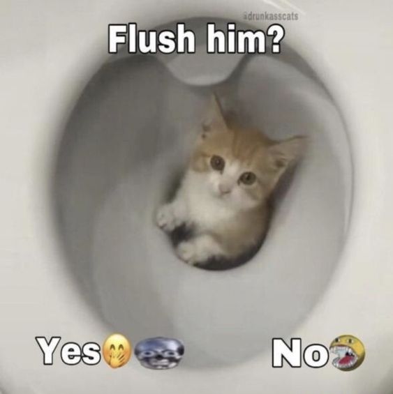 aww yea its dat boi! on Twitter "flush him or spare him? (kitten in