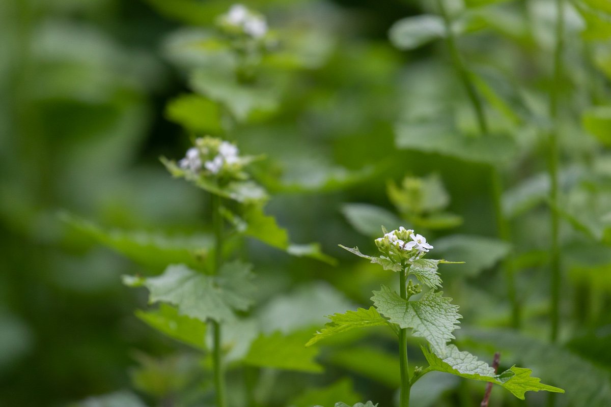 Longrun Meadow tweet media