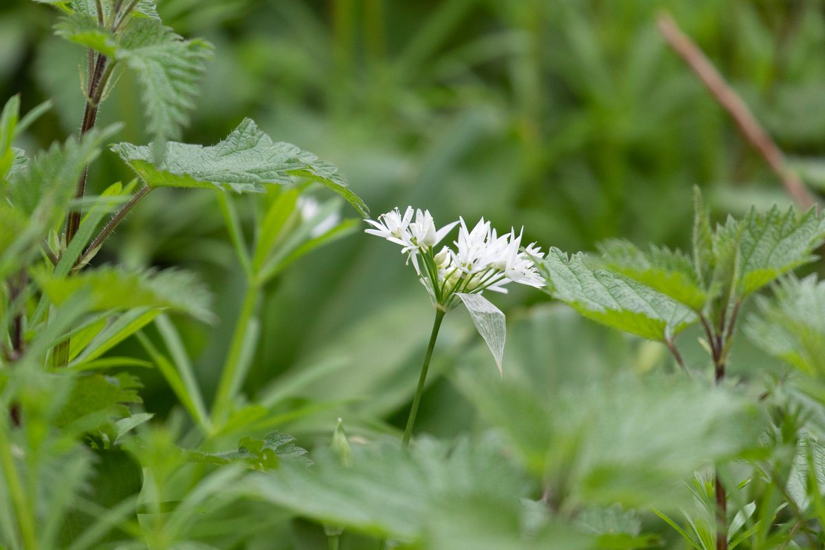 Green and white in the shade of the trees - garlic mustard, Alliaria petiolata, and ramsons, Allium ursinum.

#WildflowerHour