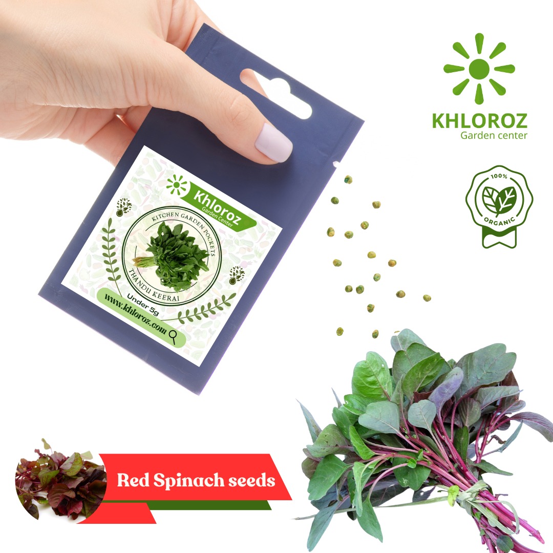 Khlorozinc's tweet image. #Fresharrival #Seeds available. Shop online 🛒
 khloroz.com

#khloroz #spleenamaranthus #Arakeeraiseeds #Tropicalamaranthus #Sirukeeraiseeds #Manathakkaliseeds #Makoyseeds #corianderseeds #kothamalliseeds #vidhaigal @VijaySethuOffl @varusarath5 @Karthi_Offl