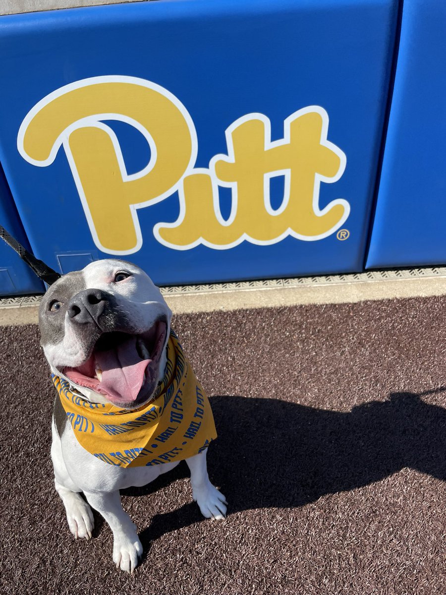 Pitt_SB's tweet photo. Ready for Bark at the Park! 🐾🐶 https://t.co/8wkmVXL68g
