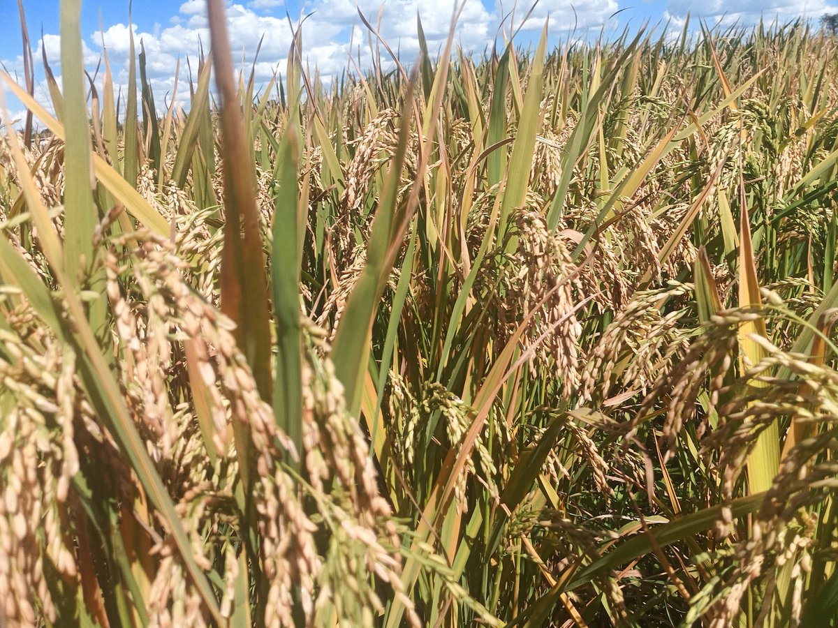 Harvest plentiful,love this rice