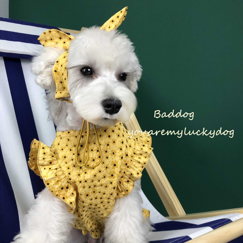A cute look a day ! ❤❤❤

#dogdress 
#dogstagram 
#dogs_of_instagram 
#dogcotton 
#cicidog 
#dogclothing 
#dogdress 
#dogstagram 
#dogs_of_instagram 
#dogcotton