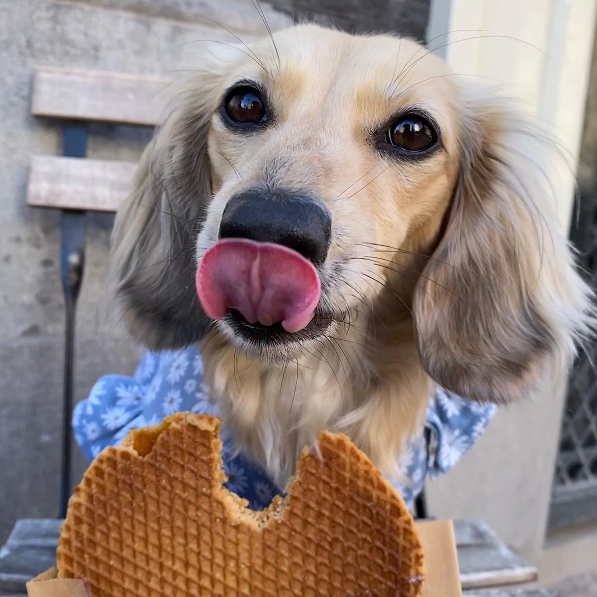 “Hads to try the famous FLOOFWAFEL.. and I even tried to eats Mum’s!” 

~ Daphne 

#visitnetherlands #stroopwafel