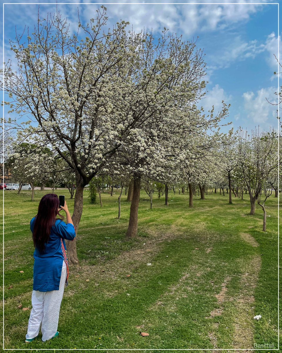 AliBasitt's tweet photo. Blossoming beauty in Islamabad as spring awakens nature's wonders

#islamabad #spring @Pakistaninpics https://t.co/McfmIRnPyw