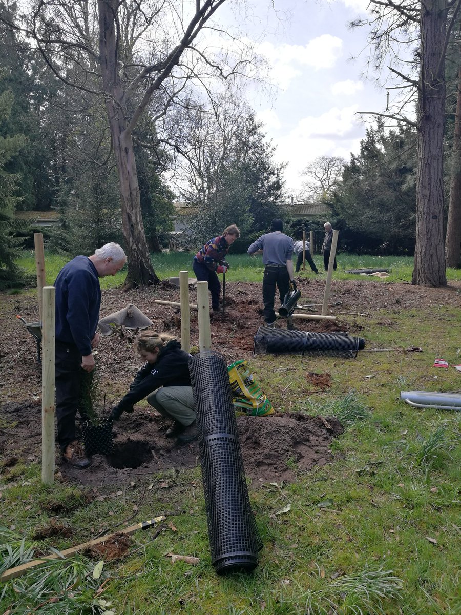 More tree planting at Lynford Arboretum. Another nine over the course of a very productive morning!