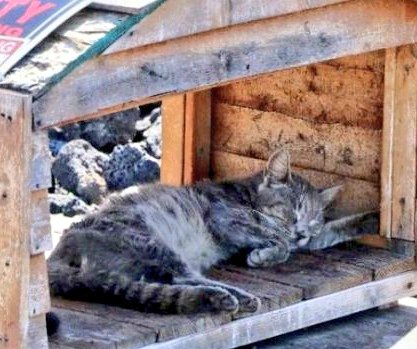 MeowMiya88's tweet photo. 🆘️📢🇺🇸😿⏳ US Fish & Wildlife @USFWS
Please don't starve & kill poor innocent homeless cats at Queen's Marketplace in #Hawaii🙏 They are not hurting any wildlife💔(Please read the detailed report in the petition in quoted tweet below)
📢Stop #AnimalCruelty #AnimalAbuse 😱 https://t.co/MeIuY3mtFn