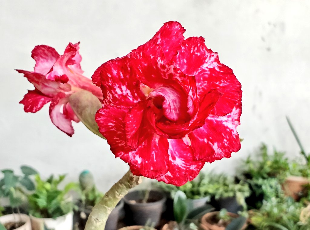 rajsol29's tweet photo. #MIvsKKR
#desertrose #adenium #adeniumplants #adeniumlovers #garden #gardening #gardens #gardening #gardeningismytherapy #flowerplants #flowers #flora #plants #bougainvillea #summerflowers #rajgardenlants #rookhrajpaudhshala #plantnursery #nurserynearme https://t.co/6TgWu0mhRc
