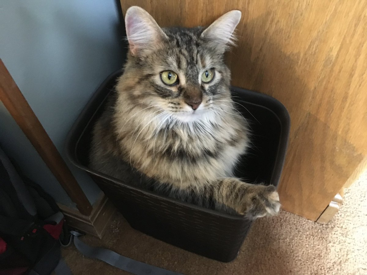 LisaDavisnd90's tweet photo. LOST CAT!!! Lost around midnight in Garrett on April 14. 809 S. Franklin St. Her name is Jessie. $100 reward. She is an in door cat and has been declawed. Please call 2605530809. https://t.co/KCMAWUm21P