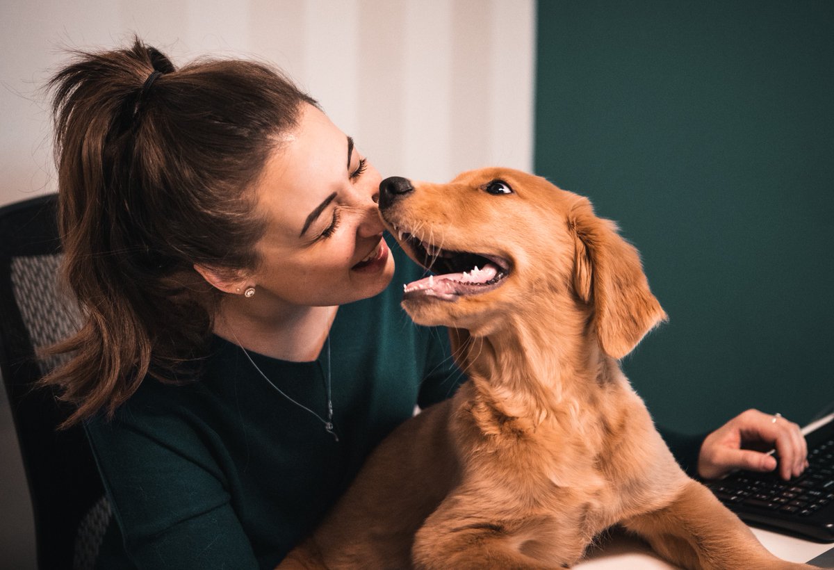 BRAINTRUSTbuzz's tweet photo. We take our work seriously, but we also prioritize our dog cuddles. 🐾 🐾 https://t.co/zQukZLRQD7