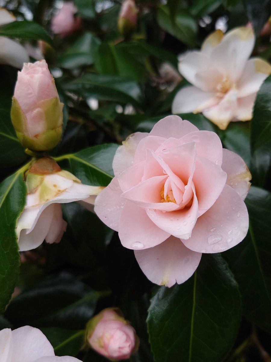 Kamelien
#Camelia #flowers #fruehling #spring