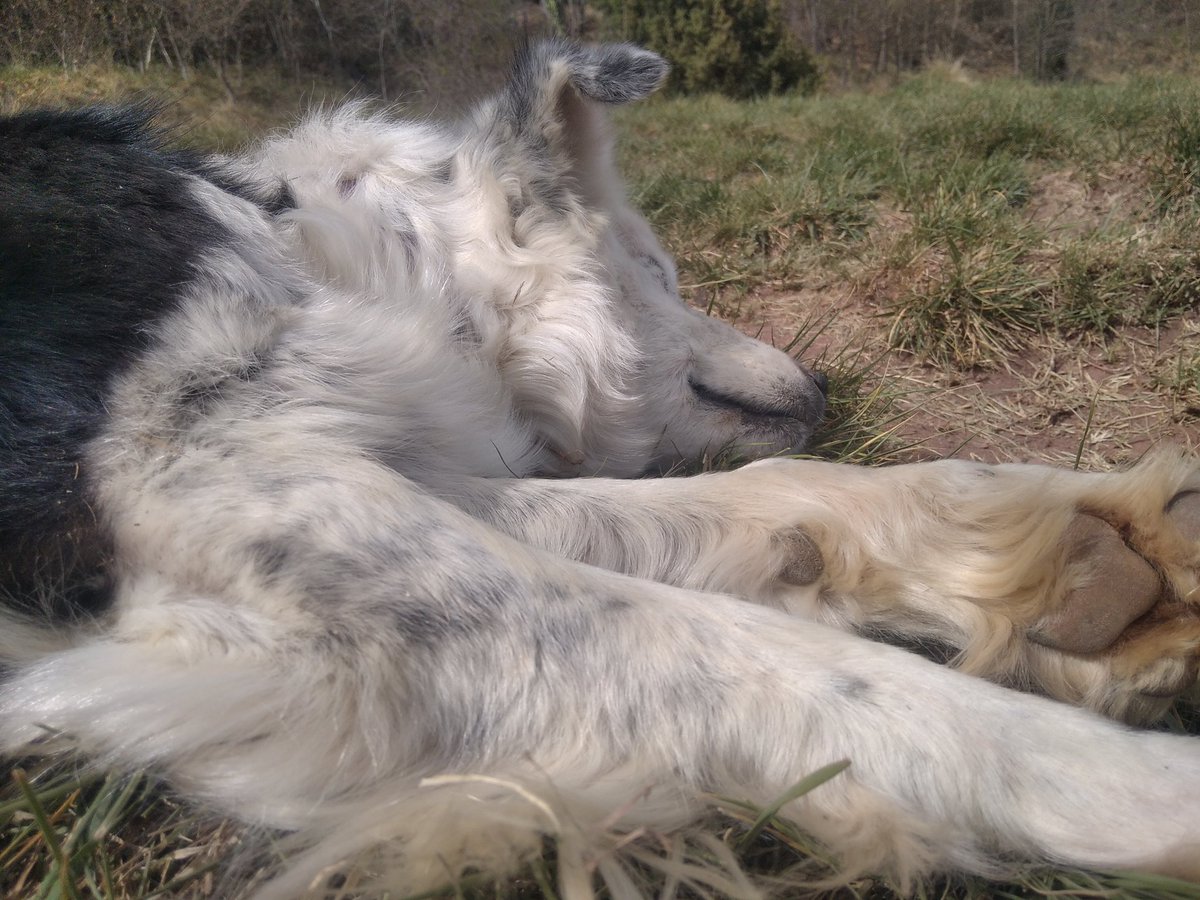 Aquell del #MalPastor seempre utilitza el seu compte de Can Tuister per difamar i manipular a  l'opinió pública. 
Voleu veure la realitat??? 
La realitat és això! 👇👇
#PrefeDimissió
#MalPastorDimissió
Tot el poder pel Soviet Uolis! 
#Revolució✊
#QueCaiguiElTsar