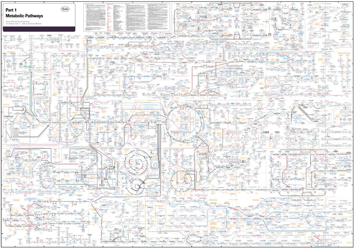 MustStopMurad's tweet photo. If this is a high-level, simplified map of the metabolic processes of a single cell, then the map of the processes involved in cognition (let alone the brain with its 100B cells) is many orders of magnitude more complex. And Nature evolved this without supercomputers... https://t.co/94yPBMjaVW