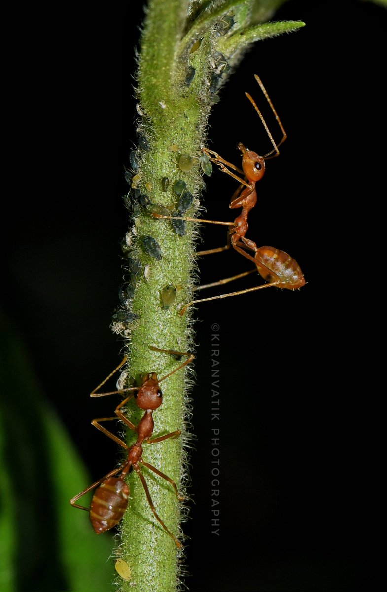 KiranVatiKMNG's tweet photo. Ants and the aphids
#BBCWildlifePOTD @WildlifeMag @BBCSpringwatch #iNaturalist
#natgeoyourshot  #nikon #nikonphotography #NikonD5600 #insect #NatGeoYourLens #insectweek #insectweek22 #littlethingsthatruntheworld @insectweek #NikonAsia #NifHive #NiFFeature https://t.co/JBnHJWCY2a