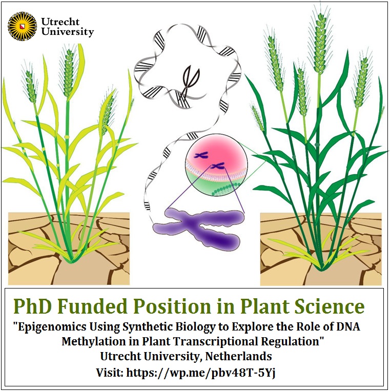 agristok's tweet photo. 📌 PhD Funded Position in Plant Science "Epigenomics Using Synthetic Biology to Explore the Role of DNA Methylation in Plant Transcriptional Regulation" at Utrecht University, Netherlands ... Please retweet! For details visit the link below: https://t.co/22Pi3fSW5t https://t.co/LqjZlXzfts