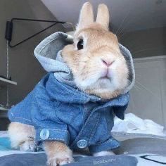 ✺ 𓈒  ˚❄️ . ˳ ❊ ༚ .