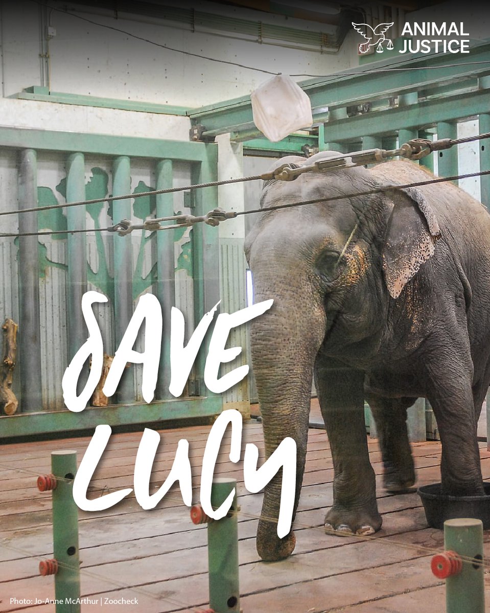 AnimalJustice's tweet image. Lucy was born in Sri Lanka in 1975 &amp;amp; orphaned as a young calf 🐘

For over 40 yrs, she has been languishing at the Edmonton Valley Zoo 😢

Lucy has been living in solitary confinement for over a decade &amp;amp; is one of the world's loneliest elephants 💔 #SaveLucy #SaveTheElephantDay