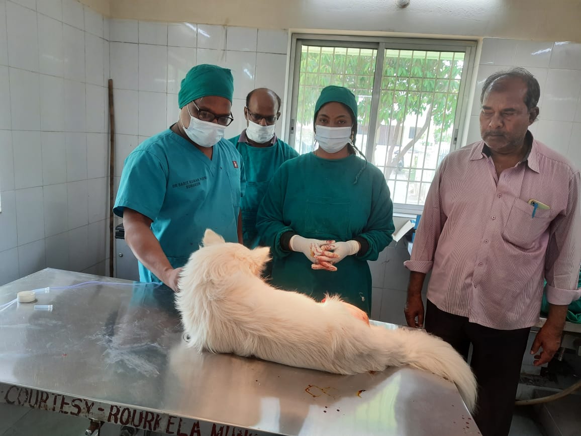 Orthopaedic surgical interventions are made by veterinarians working in F&amp;ARD Dept to relieve pain of animals &amp; give solace to their keepers. Dr Sarit Patra &amp; team at VH,Rourkela repaired  femur fracture in a dog through intramedullary pinning.Kudos! @farddept <a href="/rajaaswain/">Ranendra Pratap Swain</a>