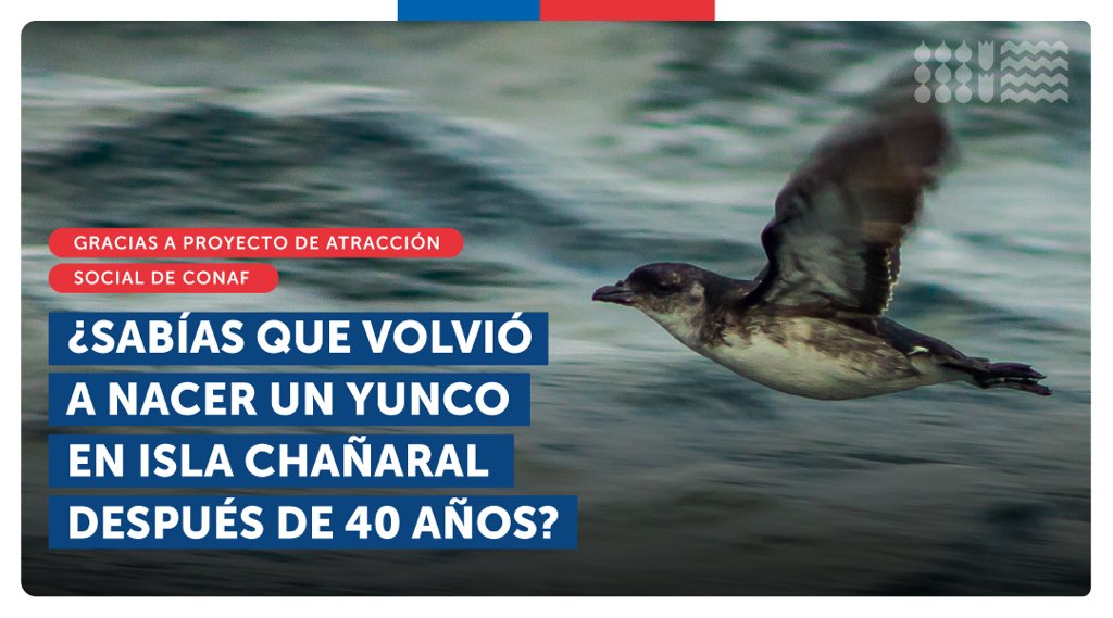 GobiernodeChile's tweet photo. Después de 40 años, un polluelo de Yunco nació en la isla Chañaral, de la Reserva Nacional Pingüino de Humboldt, gracias al trabajo de @conaf_minagri, junto a privados,  desde 2013 🐦
¿Qué labor se realizó para lograrlo? Te contamos👇🏽 https://t.co/VGzbvNYi63