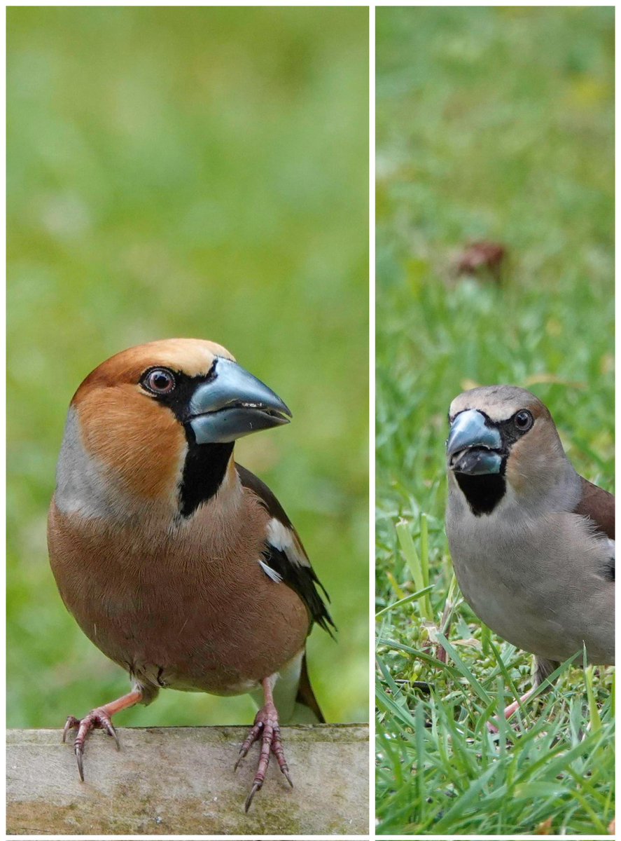 Meneer en mevrouw Appelvink waren weer even in de tuin! 🐦💗🐦😊 #LaatDeNatuurNietStikken #tuintweet #naturelover