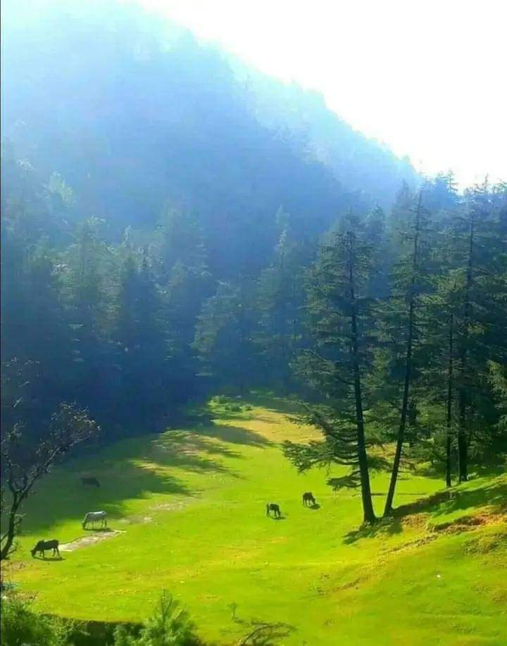Queen of Hills !

Mussoorie
(Uttarakhand)

#NaturePhotography

#NatureGuardian #ThePhotoHour

#naturelovers #dekhoapnadesh

#BBCWildlifePOTD. #natgeoindia