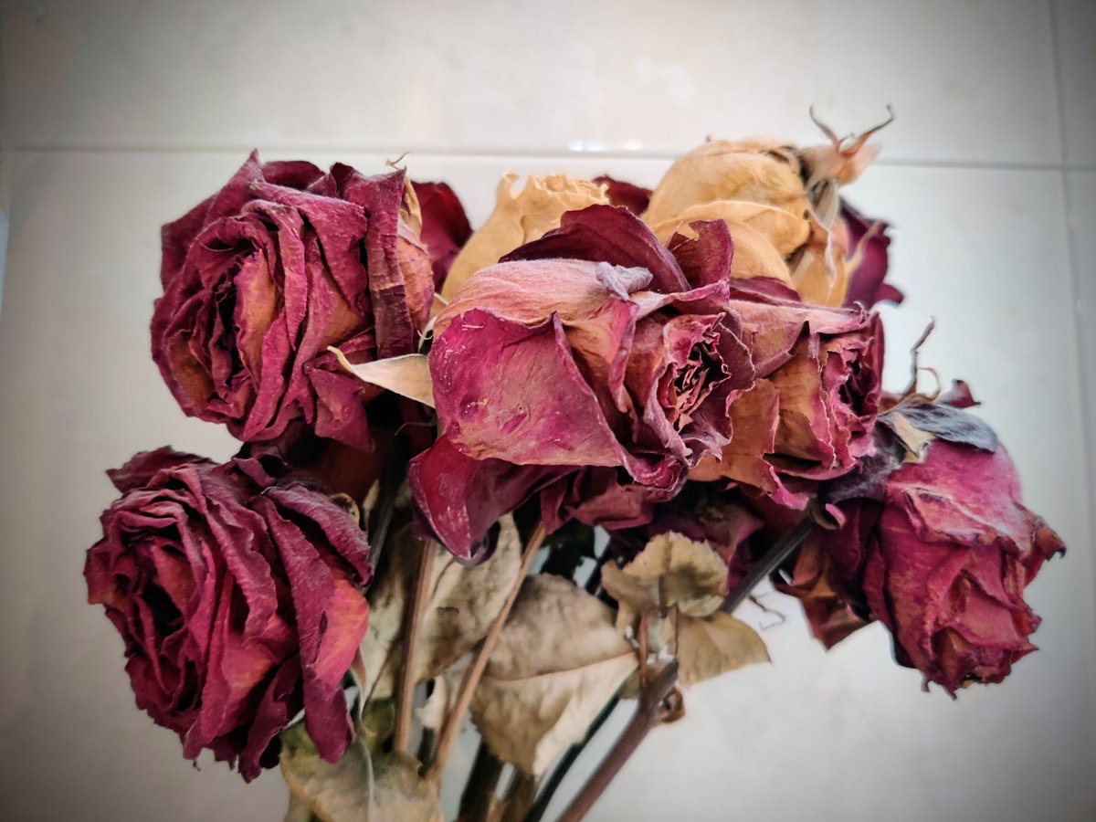 corcot_'s tweet photo. A punt per un nou #santjordi ? En tinc tants com vulguis, d'ahir, de demà i dels que encara queden per somiar https://t.co/sQ5LRHX992