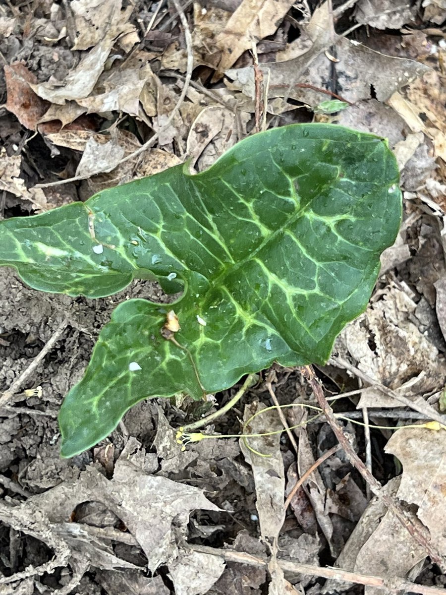 Ruthsworld_502's tweet photo. Do you recognize these plants?  Have you seen them on your nature walks? (One is an invasive.) #cherokeepark #louisville https://t.co/QKrUJGZe3c