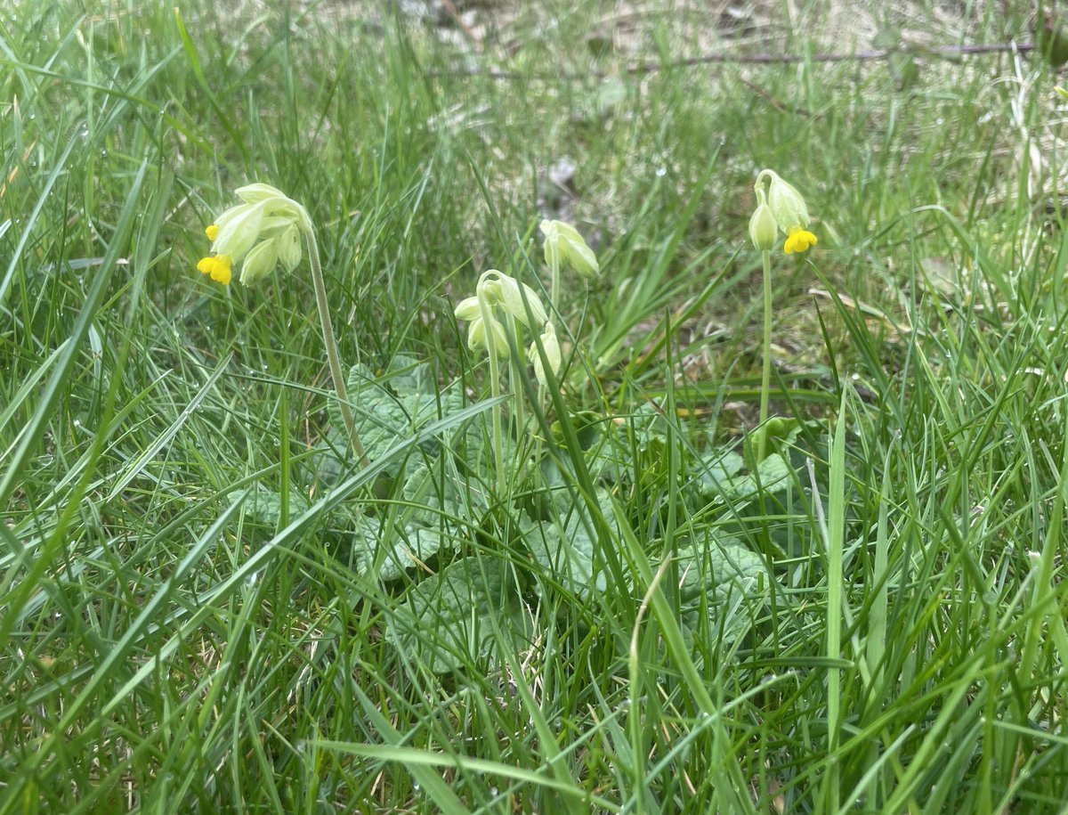 rhcaseby's tweet photo. Cowslips on the @Sustrans #PhoenixTrail in #Thame today #spring https://t.co/ak8cvyW2e5