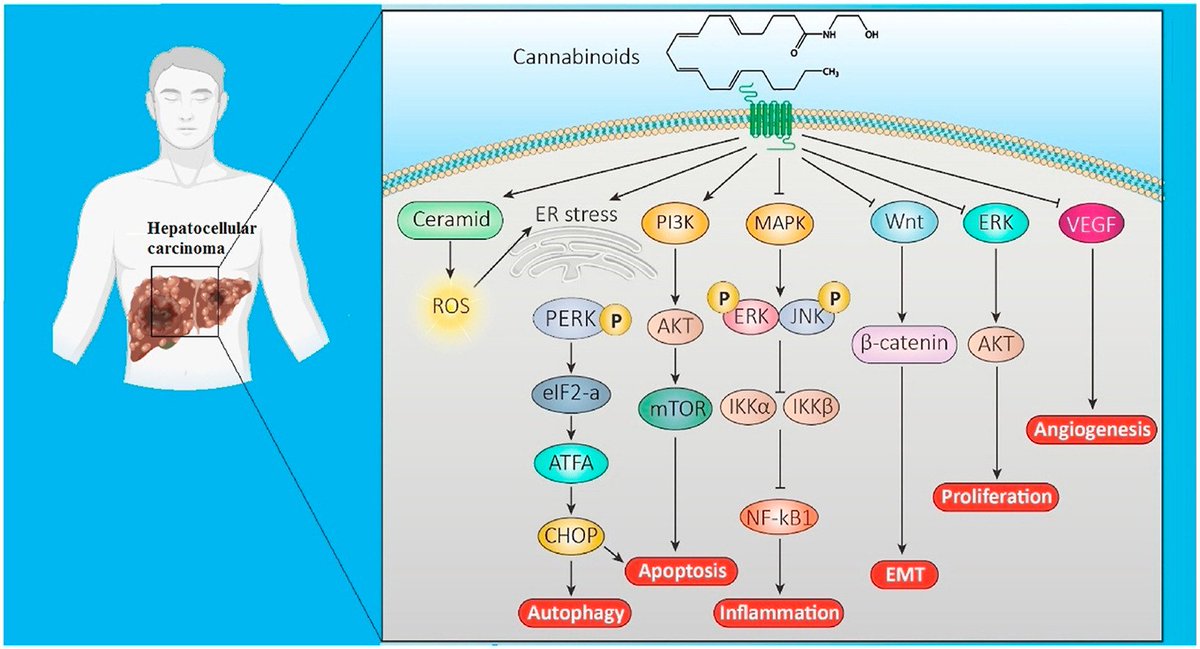 heniek_htw's tweet image. The #endocannabinoid system, a new gatekeeper in the pharmacology of human hepatocellular carcinoma
sciencedirect.com/science/articl…