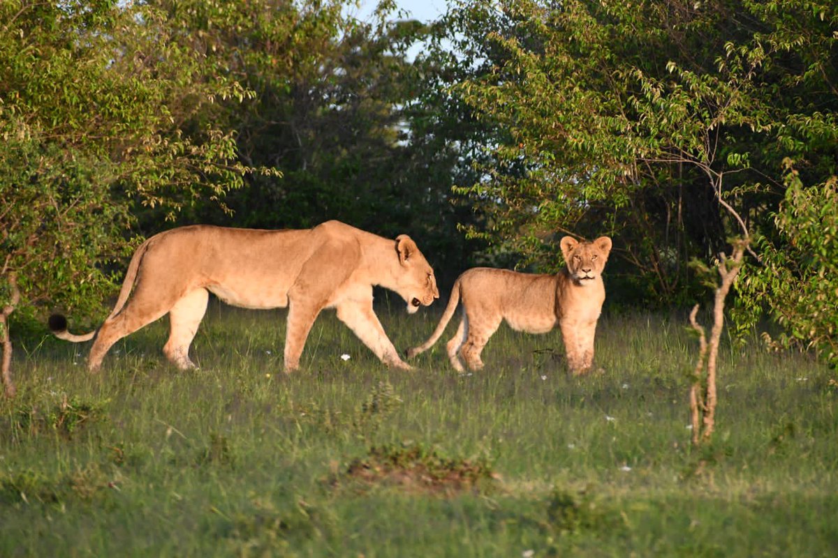 It is our first time to collaborate with #MaraPredatorsConservationProgram in the monitoring of predators at our conservancy. We have sighted one female lion with cub. We hope that our partnership will be fruitful in advancing scientific #conservation in the future.