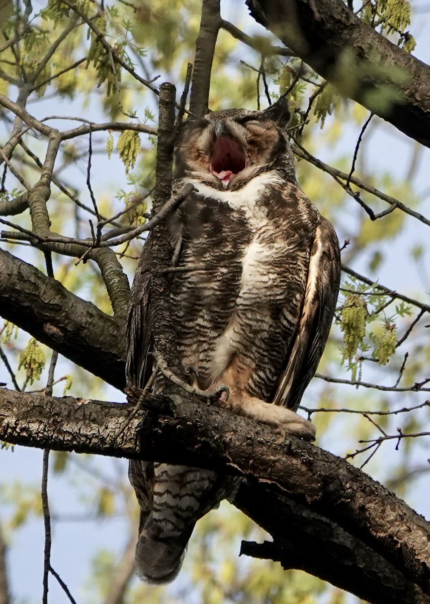 🦉🥱💖

Sleepy Geraldine, 4.14.23
#birdcpp #owl #greathornedowl #centralpark #birdwatching #birdphotography #birdtwitter