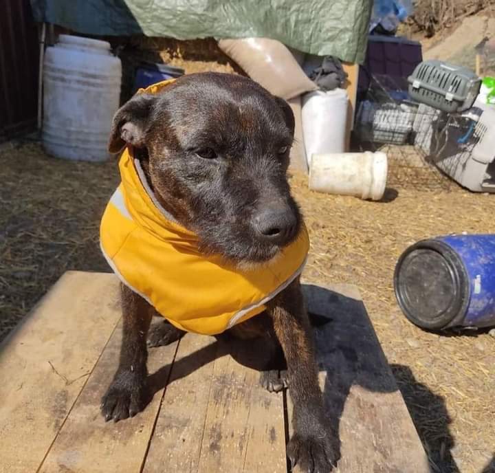 prijedoremergen's tweet photo. Piccola Athena, sono anni che tentiamo di farti arrivare al cuore di qualcuno.Ormai sei talmente amareggiata e spenta in questo rifugio che non sappiamo nemmeno più cosa dire perché ogni parola risulta essere sempre inutile….👇👇👇
https://t.co/Sc4vE9jfe4 https://t.co/afQRxIY9R3 https://t.co/6WDu4B9GHF