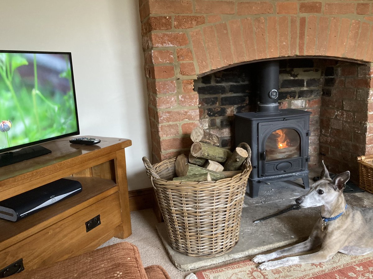 Just For Whippets tweet media