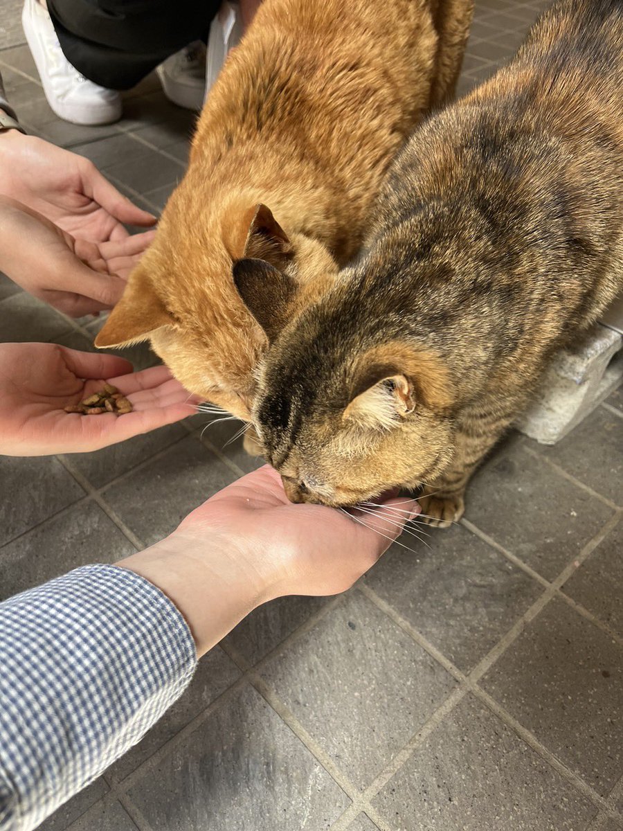 hcucats's tweet photo. 投稿遅れましたが、第二回餌やり会は上手く行きました！！
餌やり自分もしてみたい！
猫が好き！！
そんな方はぜひぜひいちだい猫の会に入会してみてはどうですか😻
#いちだい猫の会
#広島市市立大 https://t.co/udrz7gijAG