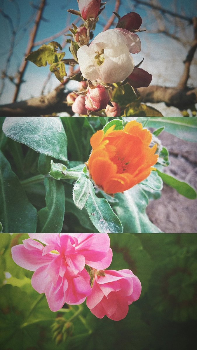 Allah'ım gönlüme bir bahar nasip et
Ayet ayet çiçeklerin açtığı...💐🌼🌸