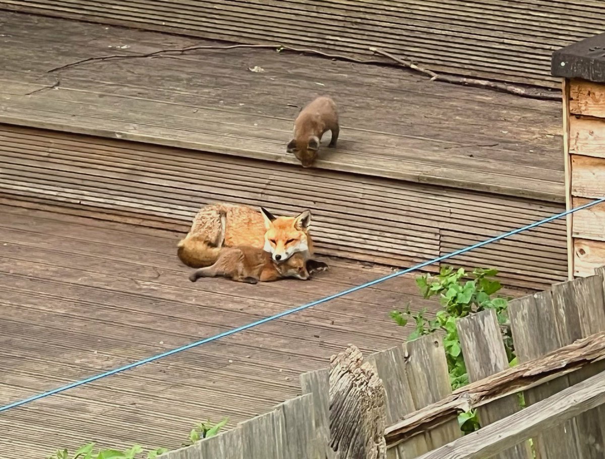 update, the fox has returned with four little cubs 😭😭