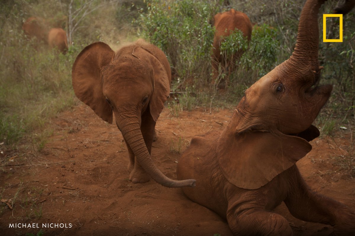 Two young, orphan elephants play in the forest in Kenya, Africa.

#SaveTheElephantDay 🐘