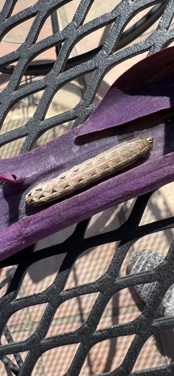 Found this in the yard today. Forest Tent Caterpillar ?🐛   It is not an army caterpillar. (Pretty sure).  

Hoping someone knows someone to help identify this caterpillar.  
Just a curious science teacher (enough said 😉) 

Thanks !