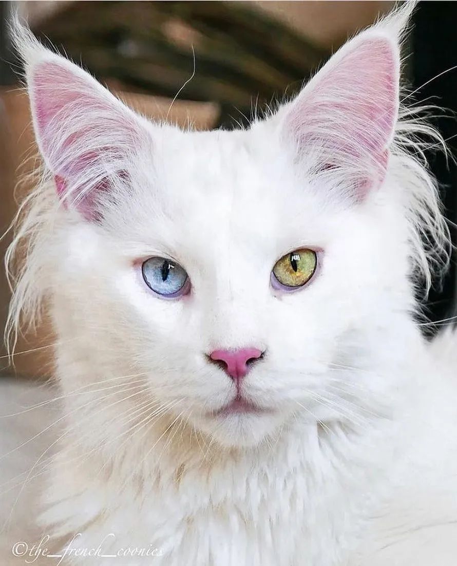 LoversMainecoon's tweet photo. Look at his eyes 🥺🫶
#mainecoon #mainecooncat #mainecoone #mainecoons #maincoonkitty https://t.co/RPcwNjQoJb