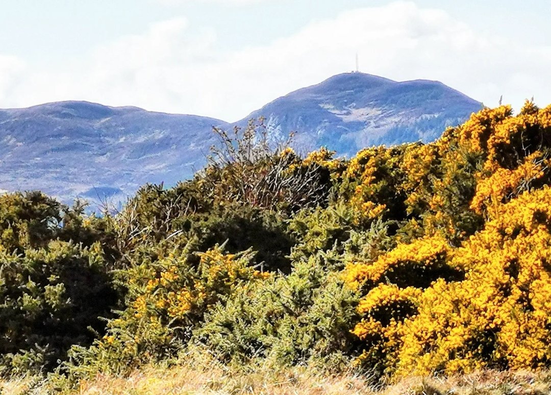 #struiehill in #rossshire from the walk from #cuthill to the #dornochfirth in #sutherland

#cuthill #dornoch #sutherland #highlands #scotland