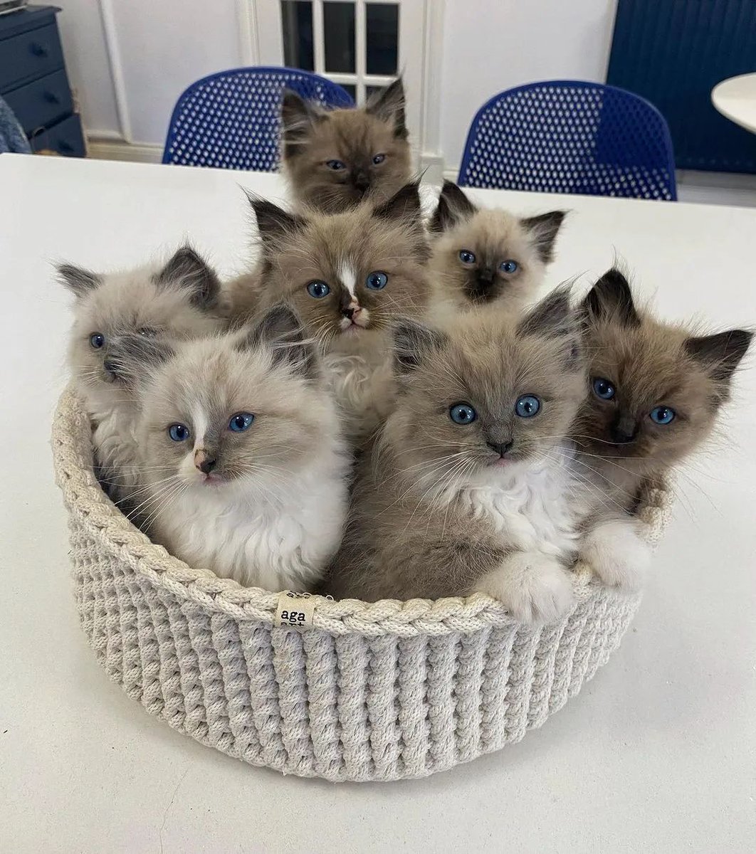 RagdollsClub's tweet photo. Busket of love😍😍🫶
#ragdoll #ragdollcat #ragdollkitten #ragdollworld #ragdollkitty #instakitty #instagood #instacat #love https://t.co/XXz5LFPmxb