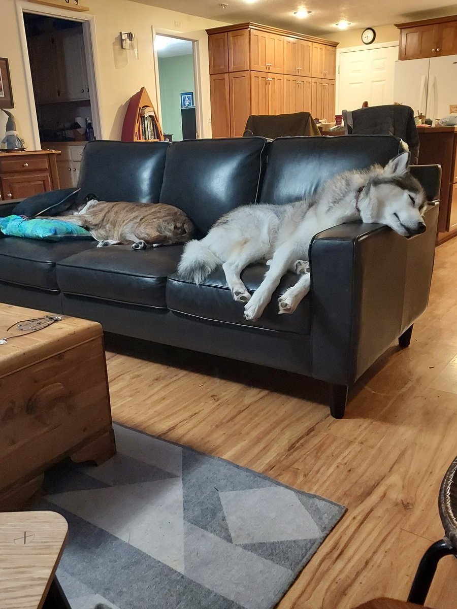 Dog is my Zen! (@sibesdad) on Twitter photo 