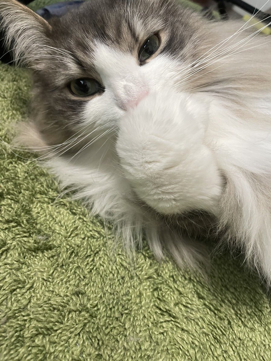 1710050146's tweet photo. 可愛いさらちゃん2からの
むさしくん。おしりか���して顔かくさず。
#猫好きさんと繋がりがりたい 
#猫 https://t.co/rWxKCmPNXj