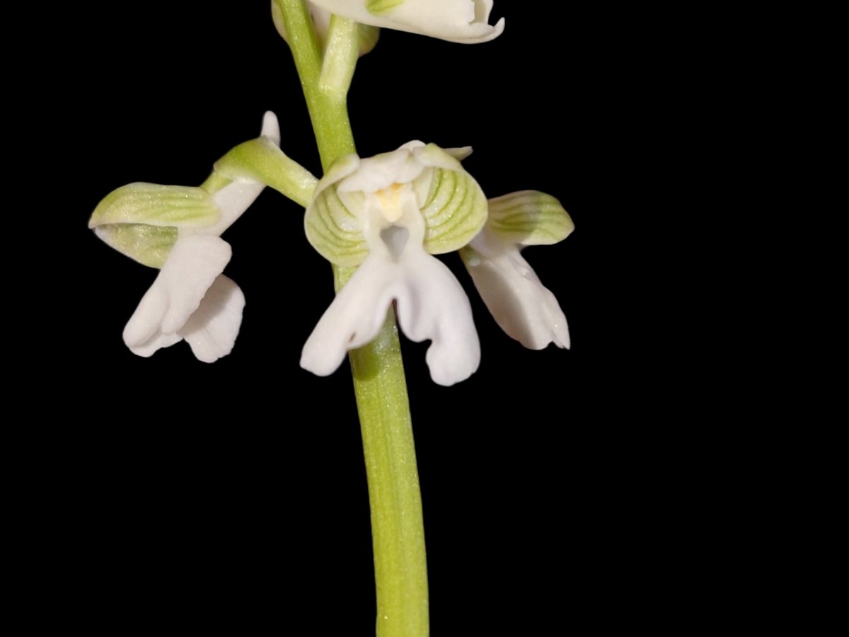 Something more native, Anacamptis morio the green-winged #orchid that has green 'stripes' on its lateral sepals. The stripes are particularly pronounced in this white form of the flower, which is more often seen in shades of purple and pink #NationalOrchidDay #Orchidaceae