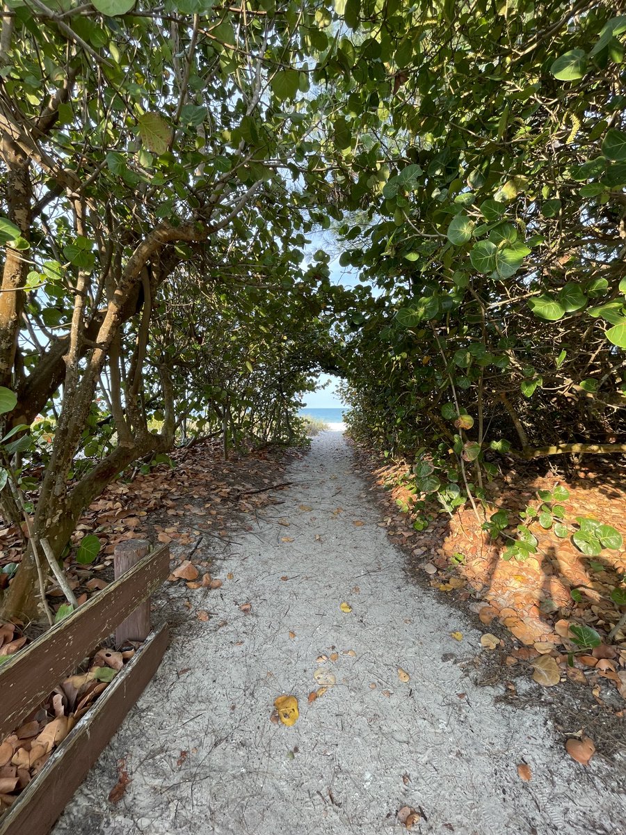 Island Unique tweet media